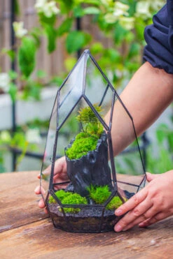 NCYP Irregular Close Geometric Glass Terrarium With Door Tall Teardrop Container Moss Terrarium DIY Building Kit -Ncyp Garden Sale Shop IMG 0860