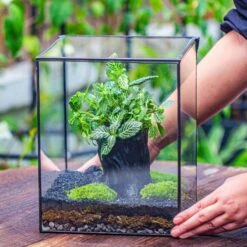 8x8x10" Tin And Glass Terrarium Kit, Tree And Moss Land -Ncyp Garden Sale Shop IMG 1000
