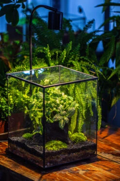 8x8x10" Tin And Glass Terrarium Kit, Tree And Moss Land -Ncyp Garden Sale Shop IMG 1024