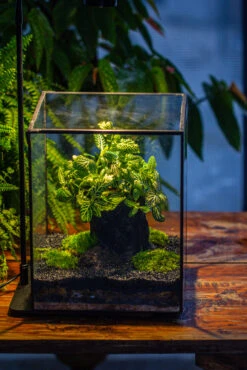 8x8x10" Tin And Glass Terrarium Kit, Tree And Moss Land -Ncyp Garden Sale Shop IMG 1026