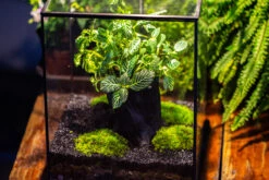 8x8x10" Tin And Glass Terrarium Kit, Tree And Moss Land -Ncyp Garden Sale Shop IMG 1027