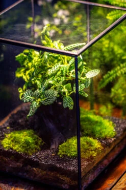 8x8x10" Tin And Glass Terrarium Kit, Tree And Moss Land -Ncyp Garden Sale Shop IMG 1028