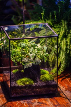 8x8x10" Tin And Glass Terrarium Kit, Tree And Moss Land -Ncyp Garden Sale Shop IMG 1034