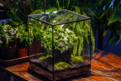8x8x10" Tin And Glass Terrarium Kit, Tree And Moss Land -Ncyp Garden Sale Shop IMG 1035