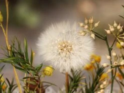 Presered Dandelion Set 3 Pcs Dried Flowers, DIY Material For Bouquet, -Ncyp Garden Sale Shop IMG 1038 1