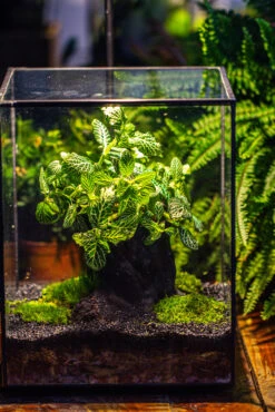 8x8x10" Tin And Glass Terrarium Kit, Tree And Moss Land -Ncyp Garden Sale Shop IMG 1041