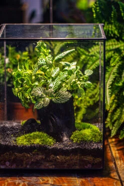 8x8x10" Tin And Glass Terrarium Kit, Tree And Moss Land -Ncyp Garden Sale Shop IMG 1042