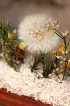 Presered Dandelion Set 3 Pcs Dried Flowers, DIY Material For Bouquet, -Ncyp Garden Sale Shop IMG 1045