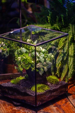 8x8x10" Tin And Glass Terrarium Kit, Tree And Moss Land -Ncyp Garden Sale Shop IMG 1049