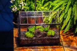 Black Theme Moss And Lava Rocks Vintage Greenhgouse Tin And Glass Terrarium Kit -Ncyp Garden Sale Shop IMG 1050