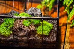 Handmade Vintage Greenhouse Inspired Tin Terrarium With LED Grow Light Set, Closed Glass Planter Set -Ncyp Garden Sale Shop IMG 1054 58804f42 ccc1 41c4 abdf 3f045b361aab