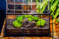 Handmade Vintage Greenhouse Inspired Tin Terrarium With LED Grow Light Set, Closed Glass Planter Set -Ncyp Garden Sale Shop IMG 1058 8c9ad85b a785 4e87 b849 0041e6b83834