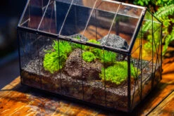 Black Theme Moss And Lava Rocks Vintage Greenhgouse Tin And Glass Terrarium Kit -Ncyp Garden Sale Shop IMG 1059
