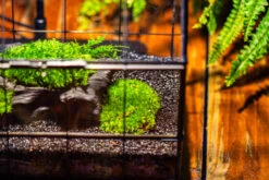 Black Theme Moss And Black Tree Stump Vintage Greenhgouse Tin And Glass Terrarium Kit -Ncyp Garden Sale Shop IMG 1071