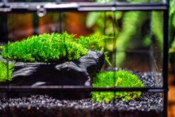 Black Theme Moss And Black Tree Stump Vintage Greenhgouse Tin And Glass Terrarium Kit -Ncyp Garden Sale Shop IMG 1074