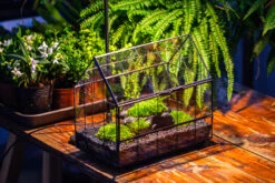 Black Theme Moss And Black Tree Stump Vintage Greenhgouse Tin And Glass Terrarium Kit -Ncyp Garden Sale Shop IMG 1081