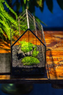 Black Theme Moss And Black Tree Stump Vintage Greenhgouse Tin And Glass Terrarium Kit -Ncyp Garden Sale Shop IMG 1084 2