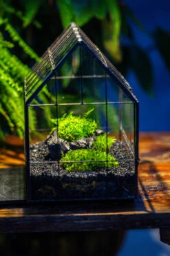 Black Theme Moss And Black Tree Stump Vintage Greenhgouse Tin And Glass Terrarium Kit -Ncyp Garden Sale Shop IMG 1085