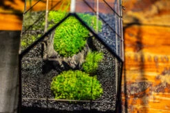 Black Theme Moss And Black Tree Stump Vintage Greenhgouse Tin And Glass Terrarium Kit -Ncyp Garden Sale Shop IMG 1086