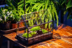 Black Theme Moss And Black Tree Stump Vintage Greenhgouse Tin And Glass Terrarium Kit -Ncyp Garden Sale Shop IMG 1088