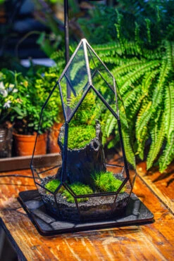 NCYP Irregular Close Geometric Glass Terrarium With Door Tall Teardrop Container Moss Terrarium DIY Building Kit -Ncyp Garden Sale Shop IMG 1134
