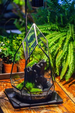 NCYP Irregular Close Geometric Glass Terrarium With Door Tall Teardrop Container Moss Terrarium DIY Building Kit -Ncyp Garden Sale Shop IMG 1135