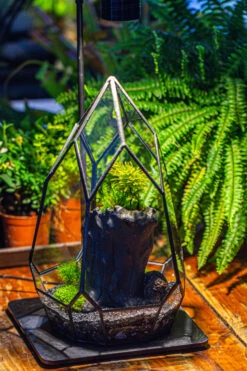 NCYP Irregular Close Geometric Glass Terrarium With Door Tall Teardrop Container Moss Terrarium DIY Building Kit -Ncyp Garden Sale Shop IMG 1136