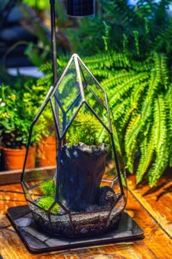 NCYP Irregular Close Geometric Glass Terrarium With Door Tall Teardrop Container Moss Terrarium DIY Building Kit -Ncyp Garden Sale Shop IMG 1137