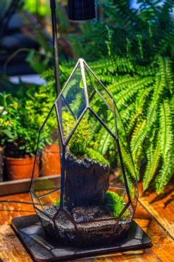 NCYP Irregular Close Geometric Glass Terrarium With Door Tall Teardrop Container Moss Terrarium DIY Building Kit -Ncyp Garden Sale Shop IMG 1138