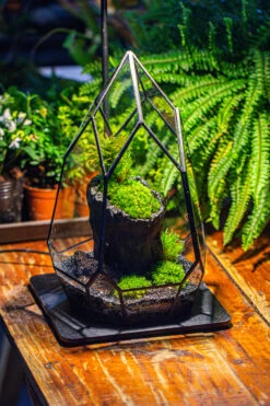 NCYP Irregular Close Geometric Glass Terrarium With Door Tall Teardrop Container Moss Terrarium DIY Building Kit -Ncyp Garden Sale Shop IMG 1140