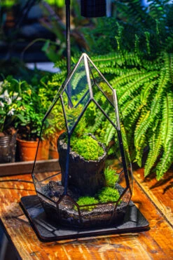 NCYP Irregular Close Geometric Glass Terrarium With Door Tall Teardrop Container Moss Terrarium DIY Building Kit -Ncyp Garden Sale Shop IMG 1141