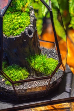 Small Black Tree Stump Like Planter, For Terrarium, Microlandscape -Ncyp Garden Sale Shop IMG 1149