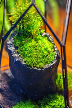 Small Black Tree Stump Like Planter, For Terrarium, Microlandscape -Ncyp Garden Sale Shop IMG 1155