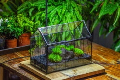 Black Theme Moss And Lava Rocks Vintage Greenhgouse Tin And Glass Terrarium Kit -Ncyp Garden Sale Shop IMG 1228