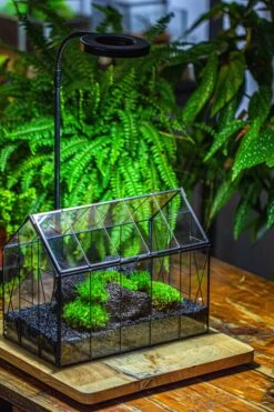 Black Theme Moss And Lava Rocks Vintage Greenhgouse Tin And Glass Terrarium Kit -Ncyp Garden Sale Shop IMG 1235