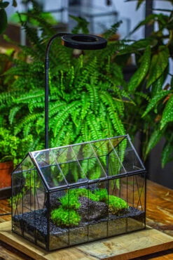 Black Theme Moss And Lava Rocks Vintage Greenhgouse Tin And Glass Terrarium Kit -Ncyp Garden Sale Shop IMG 1236 d99e0acb 7870 4698 8604 84bd14eb278e