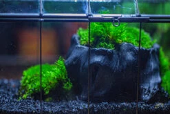 Small Black Tree Stump Like Planter, For Terrarium, Microlandscape -Ncyp Garden Sale Shop IMG 1276