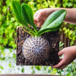 Environment Friendly Detachable Plastic Ball For Easy Moss Ball, Hanging Planters, Wall Mounted Planting Idea, Suitable For Orchid, Staghorn Fern 30 Sets