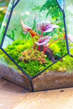 Large 16" Tall And Wide Teardrop Tin And Glass Terrarium, Close, With Door -Ncyp Garden Sale Shop IMG 1308