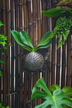 Environment Friendly Detachable Plastic Ball For Easy Moss Ball, Hanging Planters, Wall Mounted Planting Idea, Suitable For Orchid, Staghorn Fern 30 Sets -Ncyp Garden Sale Shop IMG 1330