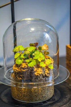 Natural Limestone Rock For Moss, Bonsai, Hydroponic Planting, 500-700G -Ncyp Garden Sale Shop IMG 1338