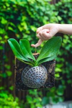 Environment Friendly Detachable Plastic Ball For Easy Moss Ball, Hanging Planters, Wall Mounted Planting Idea, Suitable For Orchid, Staghorn Fern 30 Sets -Ncyp Garden Sale Shop IMG 1347