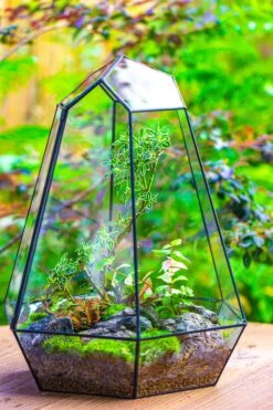 Large 16" Tall And Wide 6 Sided Cone Tin And Glass Terrarium, Close, With Door -Ncyp Garden Sale Shop IMG 1351