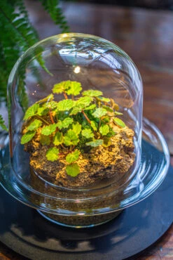 Natural Limestone Rock For Moss, Bonsai, Hydroponic Planting, 500-700G -Ncyp Garden Sale Shop IMG 1359 611791a2 5964 417a 8d75 ef7b5c422a56