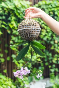 Environment Friendly Detachable Plastic Ball For Easy Moss Ball, Hanging Planters, Wall Mounted Planting Idea, Suitable For Orchid, Staghorn Fern 30 Sets -Ncyp Garden Sale Shop IMG 1368