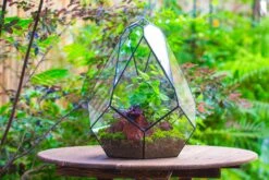 16" Large Teardrop Geometric Terrarium, Close 26 16" Large Teardrop Geometric Terrarium, Close -Ncyp Garden Sale Shop IMG 1384