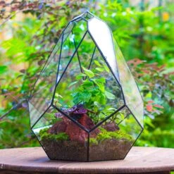 16" Large Teardrop Geometric Terrarium, Close 22 16" Large Teardrop Geometric Terrarium, Close -Ncyp Garden Sale Shop IMG 1384 1 f0f07a0d 1fa1 4de5 813a 37569f655fd4