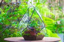 16" Large Teardrop Geometric Terrarium, Close 27 16" Large Teardrop Geometric Terrarium, Close -Ncyp Garden Sale Shop IMG 1385