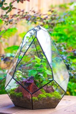 16" Large Teardrop Geometric Terrarium, Close 29 16" Large Teardrop Geometric Terrarium, Close -Ncyp Garden Sale Shop IMG 1387