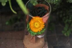 Dried Flowers Terrarium Gift Set Dried Strawflower Bouquet In Glass Tube -Ncyp Garden Sale Shop IMG 1391